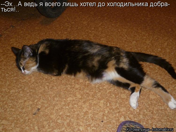 Котоматрица: --Эх...А ведь я всего лишь хотел до холодильника добра- ться!..