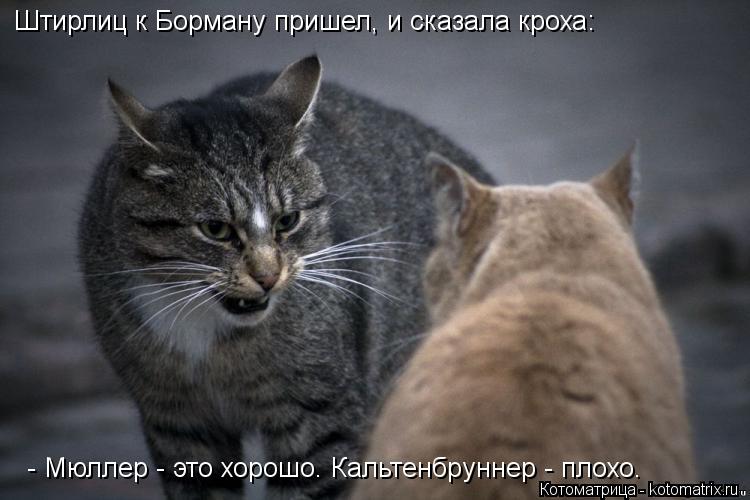 Котоматрица: Штирлиц к Борману пришел, и сказала кроха:  - Мюллер - это хорошо. Кальтенбруннер - плохо.