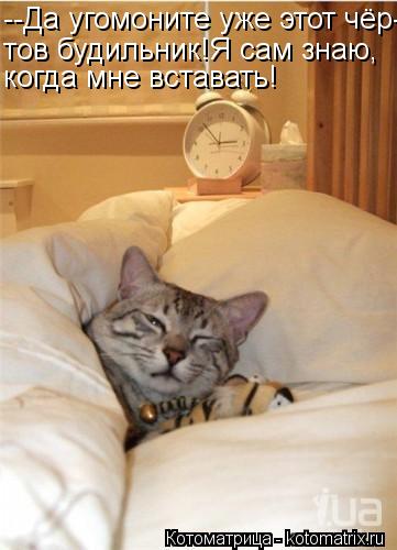 Котоматрица: --Да угомоните уже этот чёр- тов будильник!Я сам знаю, когда мне вставать!