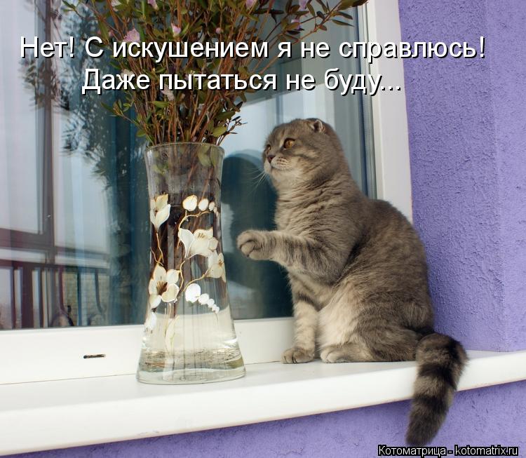 Котоматрица: Нет! С искушением я не справлюсь! Даже пытаться не буду...