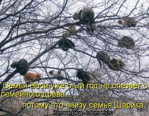 Котоматрица: Семья Васи уже 5-ый год не слезает с   семейного древа потому что внизу семья Шарика ... ...