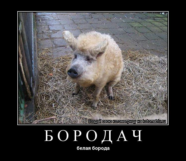 Котоматрица: БОРОДАЧ белая борода