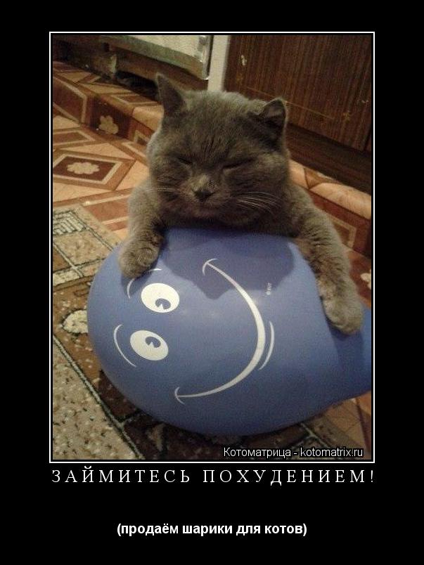 Котоматрица: займитесь похудением! (продаём шарики для котов)