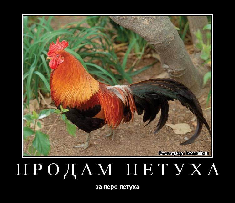 Котоматрица: продам петуха за перо петуха