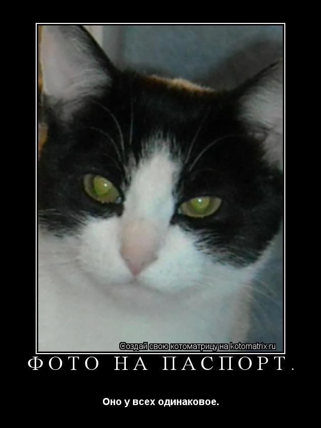 Котоматрица: Фото на паспорт. Оно у всех одинаковое.