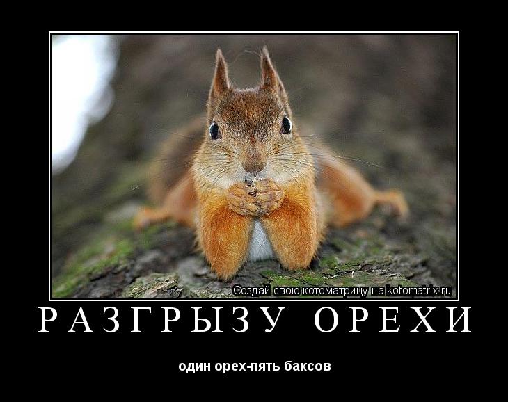 Котоматрица: разгрызу орехи один орех-пять баксов