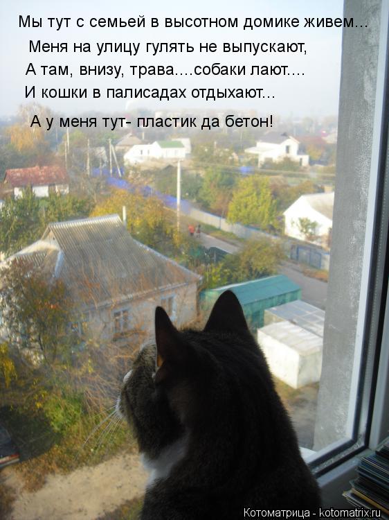 Котоматрица: Мы тут с семьей в высотном домике живем... Меня на улицу гулять не выпускают, А там, внизу, трава....собаки лают.... И кошки в палисадах отдыхают..