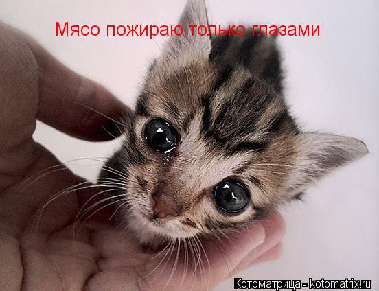 Котоматрица: Мясо пожираю только глазами