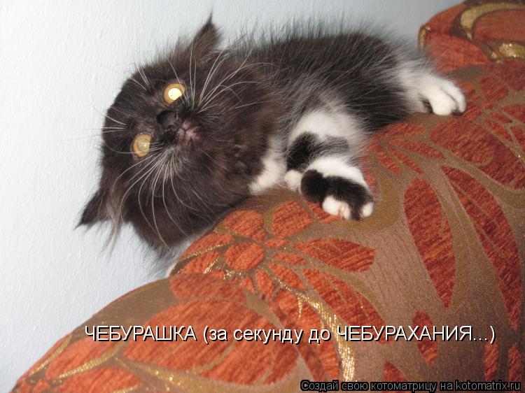 Котоматрица: ЧЕБУРАШКА (за секунду до ЧЕБУРАХАНИЯ...)