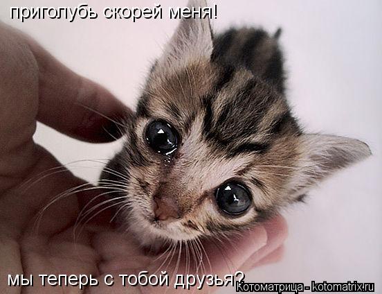 Котоматрица: приголубь скорей меня! мы теперь с тобой друзья?