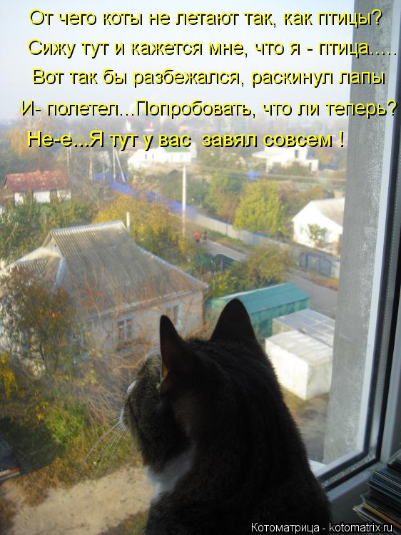 Котоматрица: От чего коты не летают так, как птицы? Сижу тут и кажется мне, что я - птица..... Вот так бы разбежался, раскинул лапы  И- полетел...Попробовать, чт