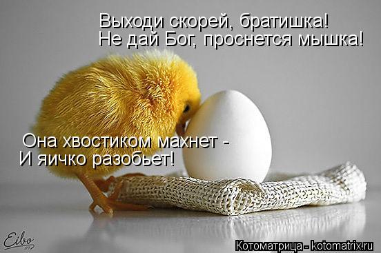 Котоматрица: Выходи скорей, братишка! Не дай Бог, проснется мышка! Она хвостиком махнет - И яичко разобьет!