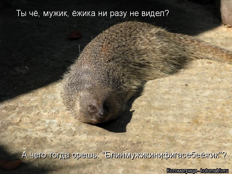 Котоматрица: Ты чё, мужик, ёжика ни разу не видел? А чего тогда орешь: "Блинмужикинифигасебеёжик"?