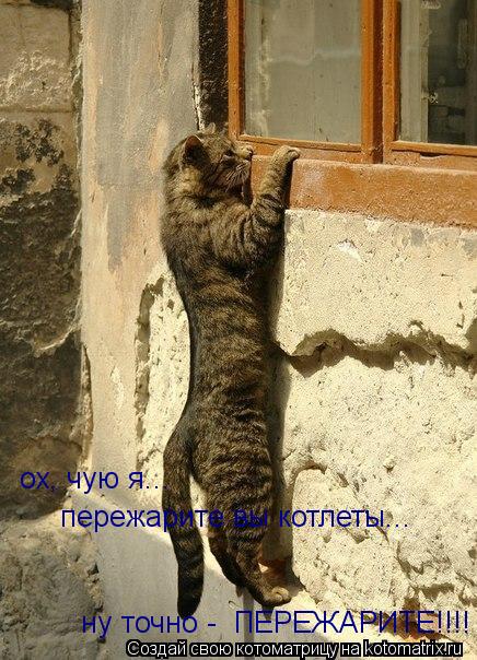 Котоматрица: ох, чую я... пережарите вы котлеты... ну точно -  ПЕРЕЖАРИТЕ!!!!