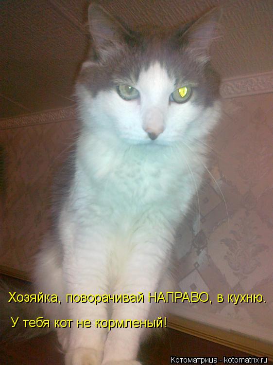 Хозяйка, поворачивай НАПРАВО, в кухню. У тебя кот не кормленый!... Котоматрица: Хозяйка, поворачивай НАПРАВО, в кухню. У тебя кот не кормленый!