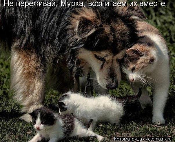 Котоматрица: Не переживай, Мурка, воспитаем их вместе.