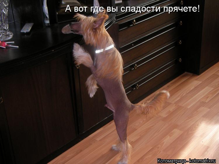 Котоматрица: А вот где вы сладости прячете!