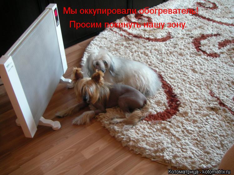 Котоматрица: Мы оккупировали обогреватель! Просим покинуть нашу зону.