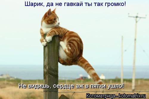 Котоматрица: Шарик, да не гавкай ты так громко! Не видишь, сердце аж в пятки ушло!