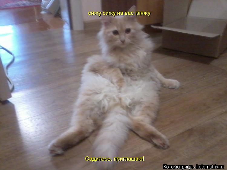 Котоматрица: сижу сижу на вас гляжу Садитесь, приглашаю!