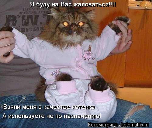 Котоматрица: Я буду на Вас жаловаться!!!! Взяли меня в качестве котенка А используете не по назначению!