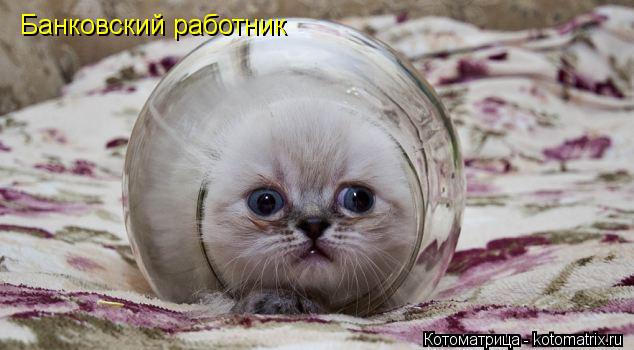 Котоматрица: Банковский работник