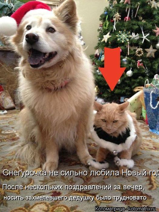 Котоматрица: После нескольких поздравлений за вечер, Снегурочка не сильно любила Новый год.  носить захмелевшего дедушку было трудновато