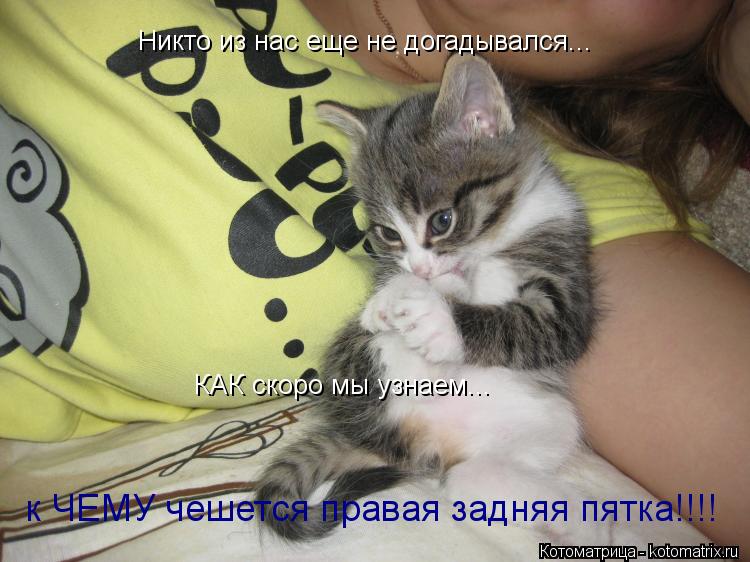 Котоматрица: Никто из нас еще не догадывался... КАК скоро мы узнаем... к ЧЕМУ чешется правая задняя пятка!!!!