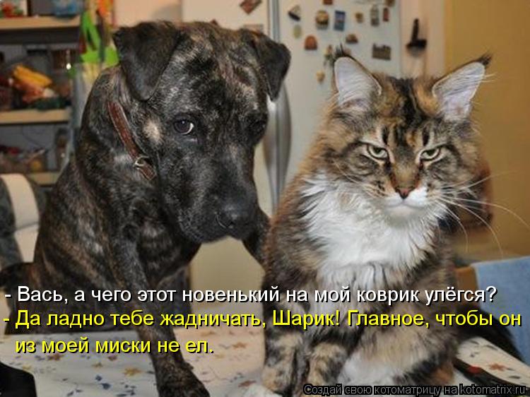 - Да ладно тебе жадничать, Шарик! Главное, чтобы он из моей миски не ел. - Вась, а чего этот новеньки... Котоматрица: - Да ладно тебе жадничать, Шарик! Главное, чтобы он из моей миски не ел. - Вась, а чего этот новенький на мой коврик улёгся?