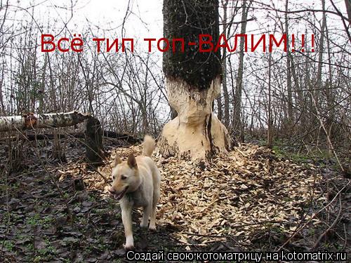 Котоматрица: Всё тип топ-ВАЛИМ!!!