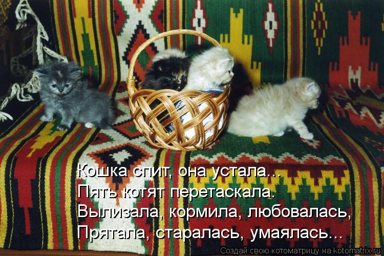 Котоматрица: Кошка спит, она устала... Пять котят перетаскала. Вылизала, кормила, любовалась, Прятала, старалась, умаялась...