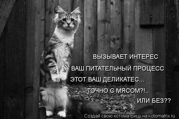 Котоматрица: ВАШ ПИТАТЕЛЬНЫЙ ПРОЦЕСС ЭТОТ ВАШ ДЕЛИКАТЕС... ТОЧНО С МЯСОМ?!.. ИЛИ БЕЗ?? ВЫЗЫВАЕТ ИНТЕРЕС