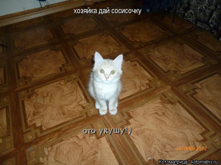 Котоматрица: хозяйка дай сосисочку ото укушу!)
