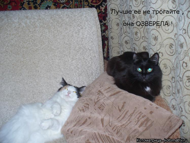 Котоматрица: Лучше её не трогайте , она ОЗВЕРЕЛА !