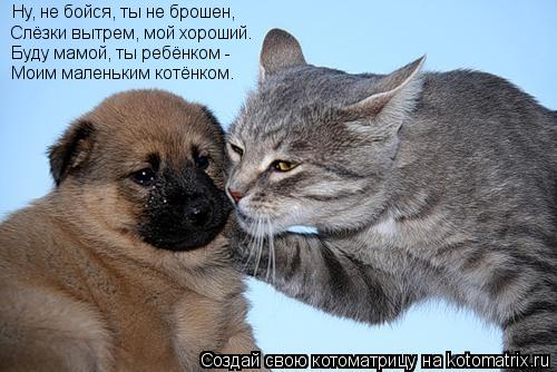 Котоматрица: Ну, не бойся, ты не брошен, Слёзки вытрем, мой хороший. Буду мамой, ты ребёнком - Моим маленьким котёнком.