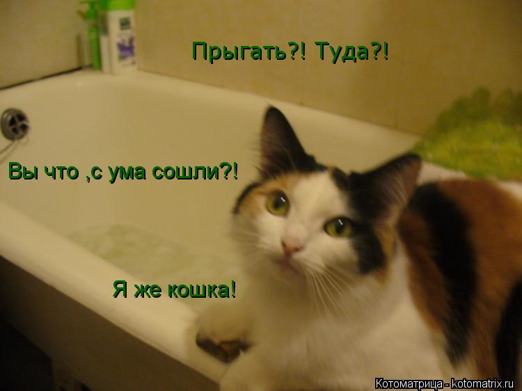 Котоматрица: Прыгать?! Туда?! Вы что ,с ума сошли?! Я же кошка!