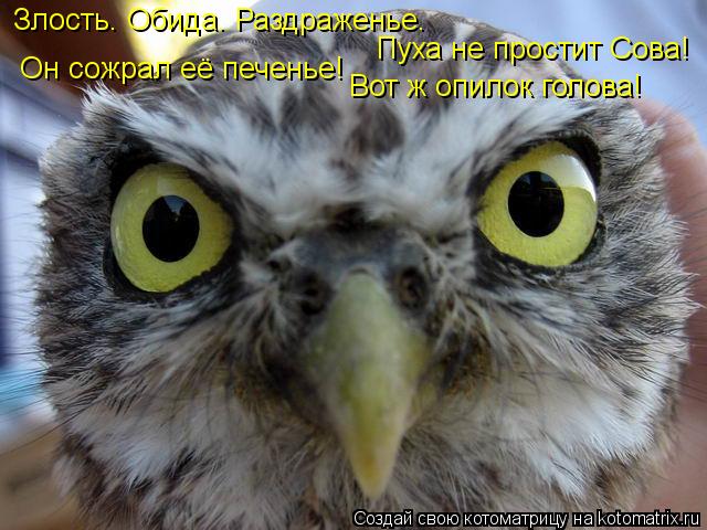 Котоматрица: Злость. Обида. Раздраженье.  Он сожрал её печенье! Вот ж опилок голова! Пуха не простит Сова!