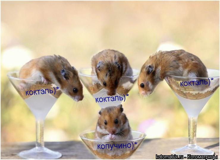 Котоматрица: коктэль)* коктэль)* коктэль)* копучино)*