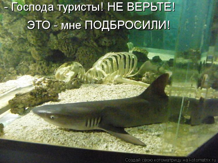 - Господа туристы! НЕ ВЕРЬТЕ! ЭТО - мне ПОДБРОСИЛИ!... Котоматрица: - Господа туристы! НЕ ВЕРЬТЕ! ЭТО - мне ПОДБРОСИЛИ!