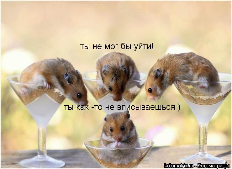 Котоматрица: ты как -то не вписываешься ) ты не мог бы уйти!
