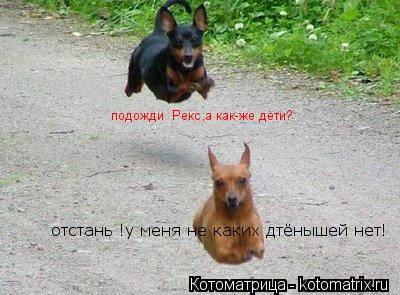 Котоматрица: подожди  Рекс,а как-же дети? отстань !у меня не каких дтёнышей нет!