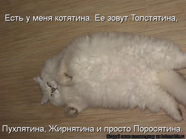 Котоматрица: Пухлятина, Жирнятина и просто Поросятина. Есть у меня котятина. Ее зовут Толстятина,