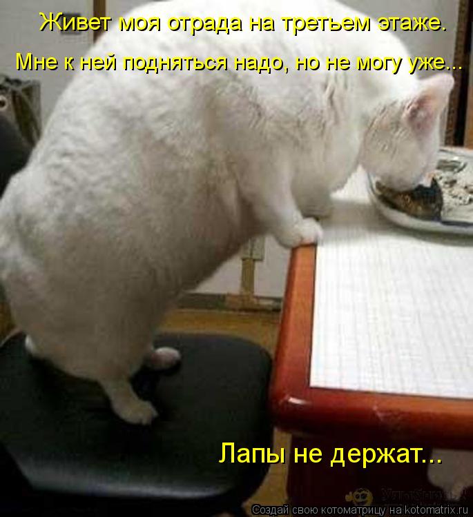 Котоматрица: Живет моя отрада на третьем этаже.  Мне к ней подняться надо, но не могу уже... Лапы не держат...