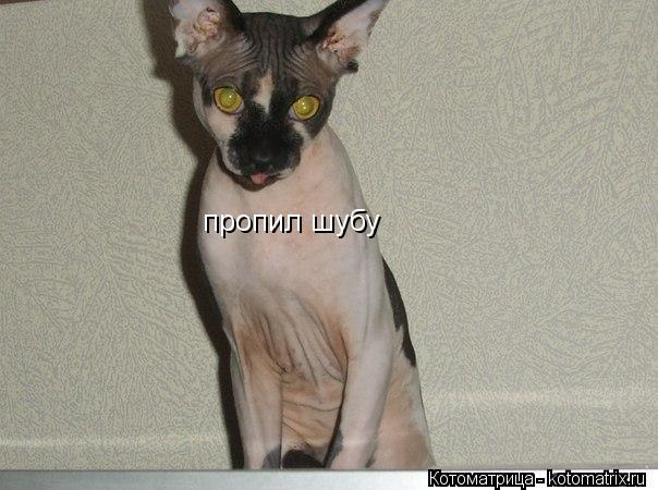 Котоматрица: пропил шубу