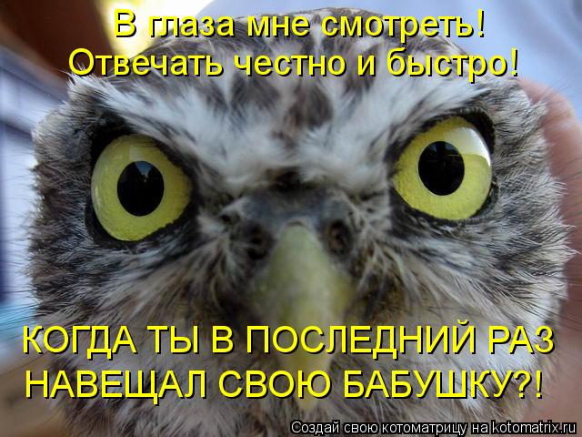 Котоматрица: В глаза мне смотреть! Отвечать честно и быстро! КОГДА ТЫ В ПОСЛЕДНИЙ РАЗ  НАВЕЩАЛ СВОЮ БАБУШКУ?!