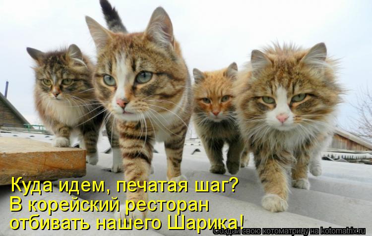 Котоматрица: Куда идем, печатая шаг? В корейский ресторан  отбивать нашего Шарика!