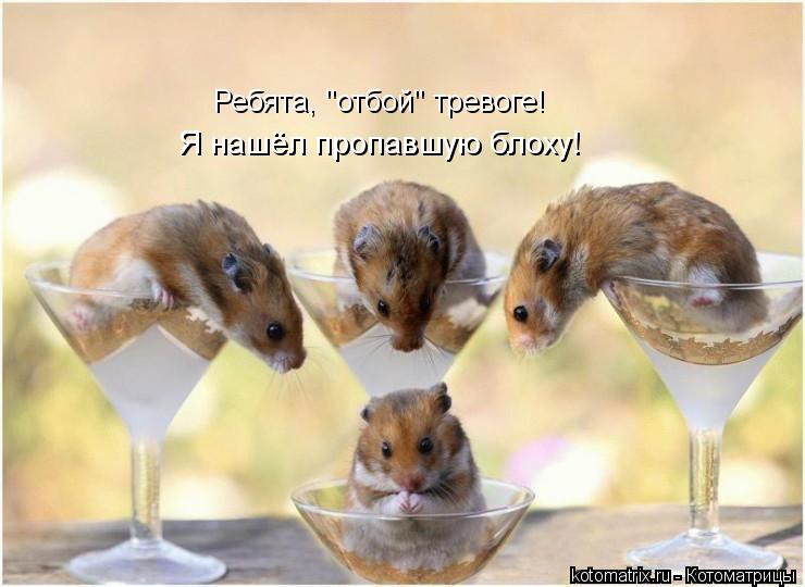 Котоматрица: Ребята, "отбой" тревоге! Я нашёл пропавшую блоху!