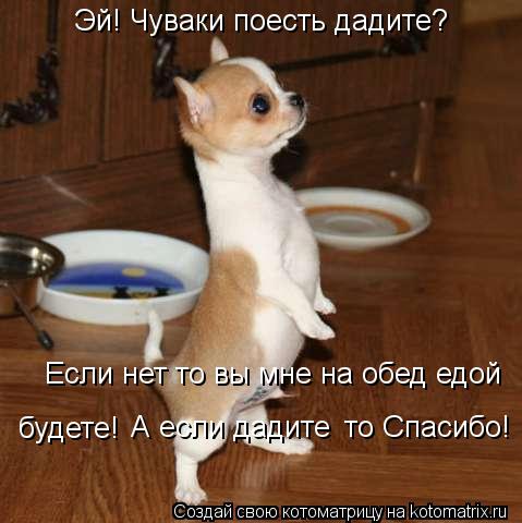 Котоматрица: Эй! Чуваки поесть дадите? Если нет то вы мне на обед едой  будете! А если дадите то Спасибо!