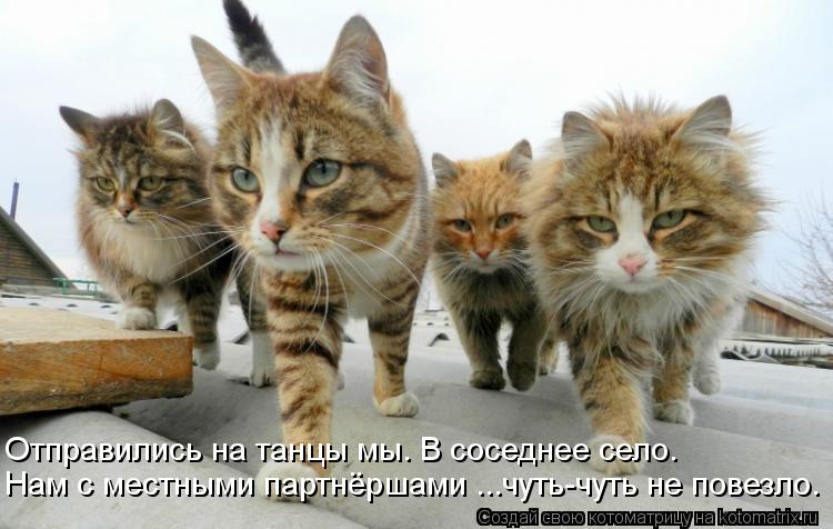 Котоматрица: Нам с местными партнёршами ...чуть-чуть не повезло. Отправились на танцы мы. В соседнее село.