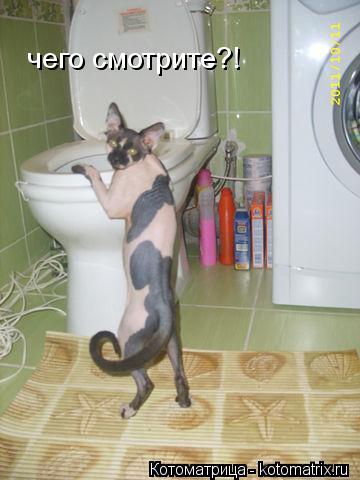 Котоматрица: чего смотрите?!